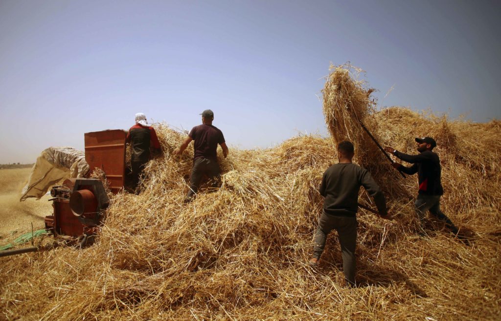 In Photos: Palestine’s Annual Wheat Harvest - Palestine Chronicle