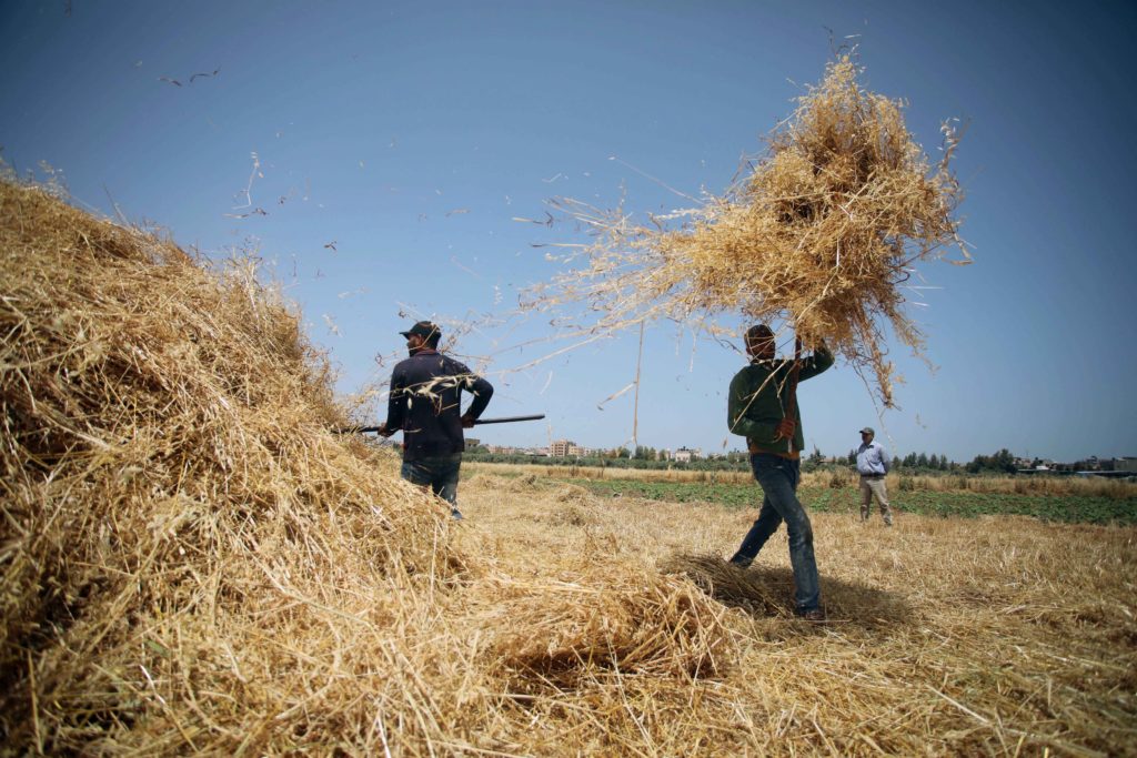 In Photos: Palestine’s Annual Wheat Harvest - Palestine Chronicle