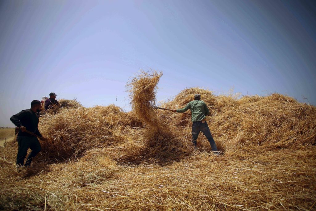 In Photos: Palestine’s Annual Wheat Harvest - Palestine Chronicle