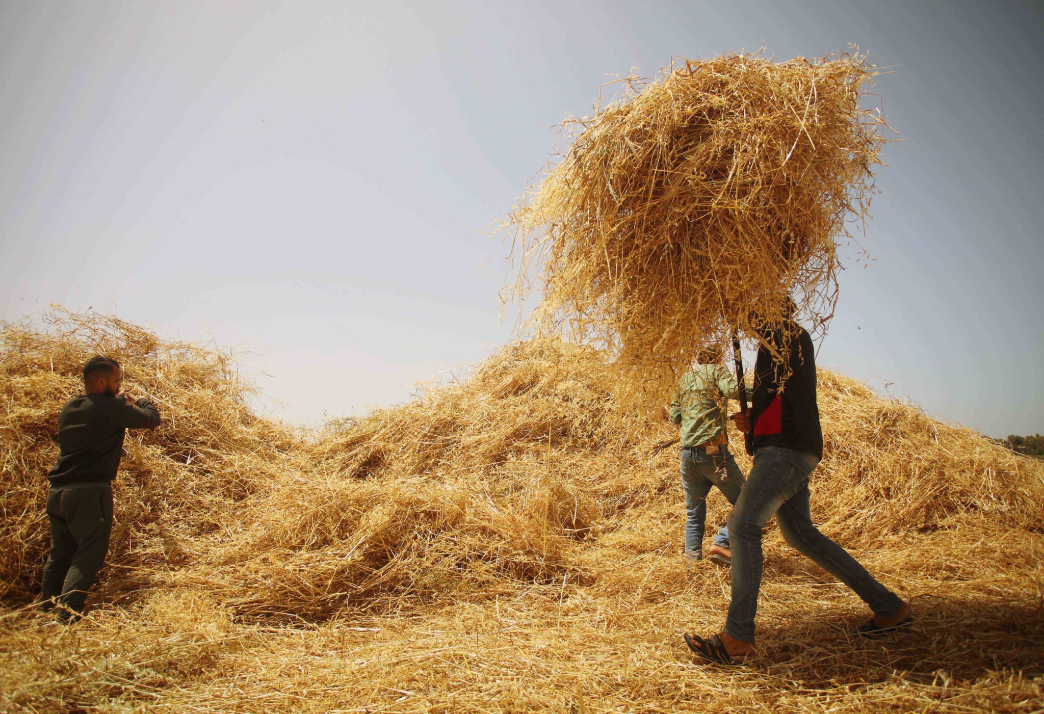 In Photos: Palestine’s Annual Wheat Harvest - Palestine Chronicle